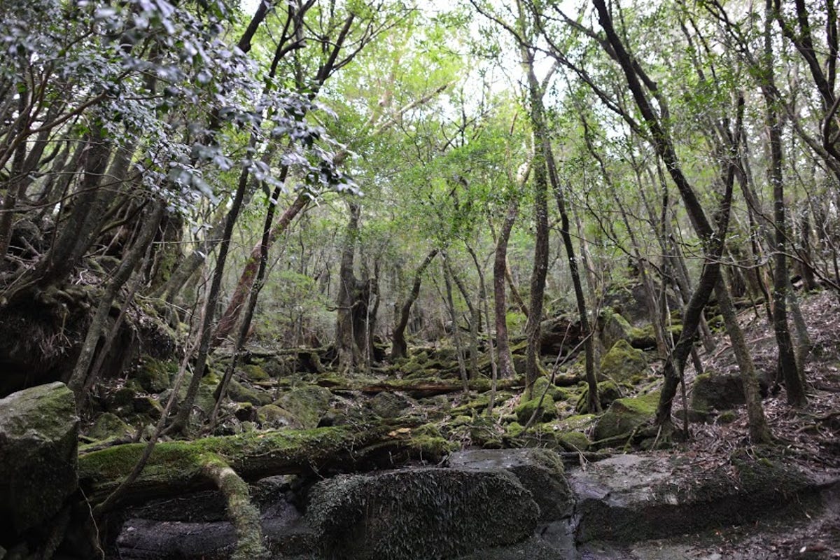 yakushima_scenary.jpeg