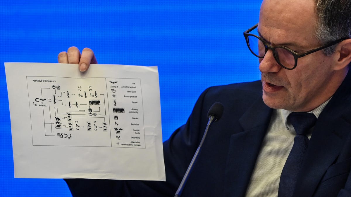 A coronavirus pathways-of-emergence diagram shown during a World Health Organization press conference.