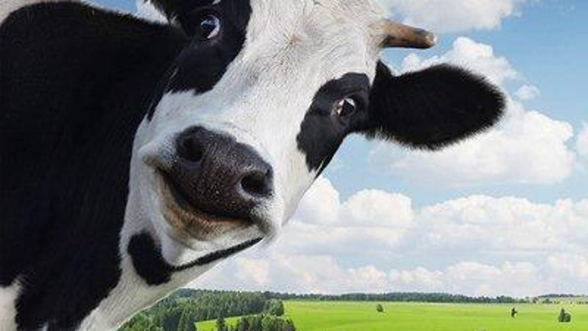 devincow