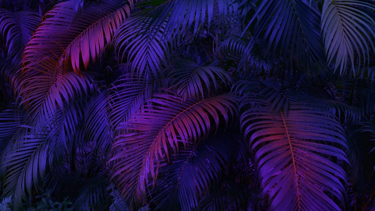 A photo of tropical leaves in purple neon lighting gettyimages-1398856736