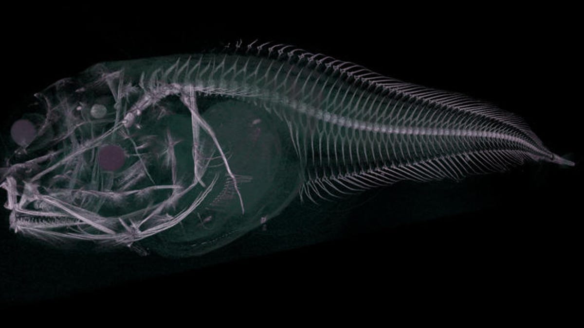 atacama-snailfish-ct-scan