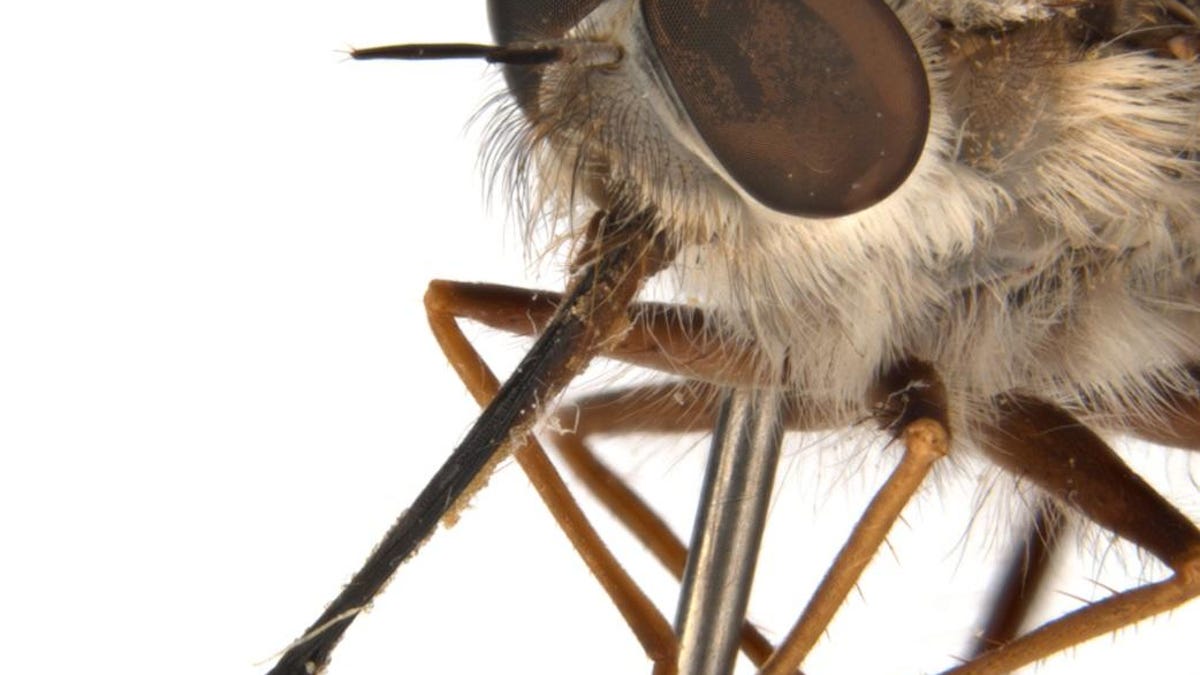 paramonovius-nightking-face