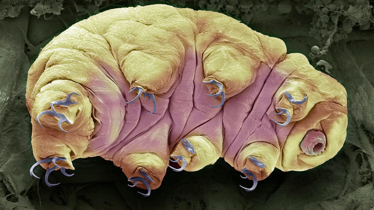 gettyimages-1155265548