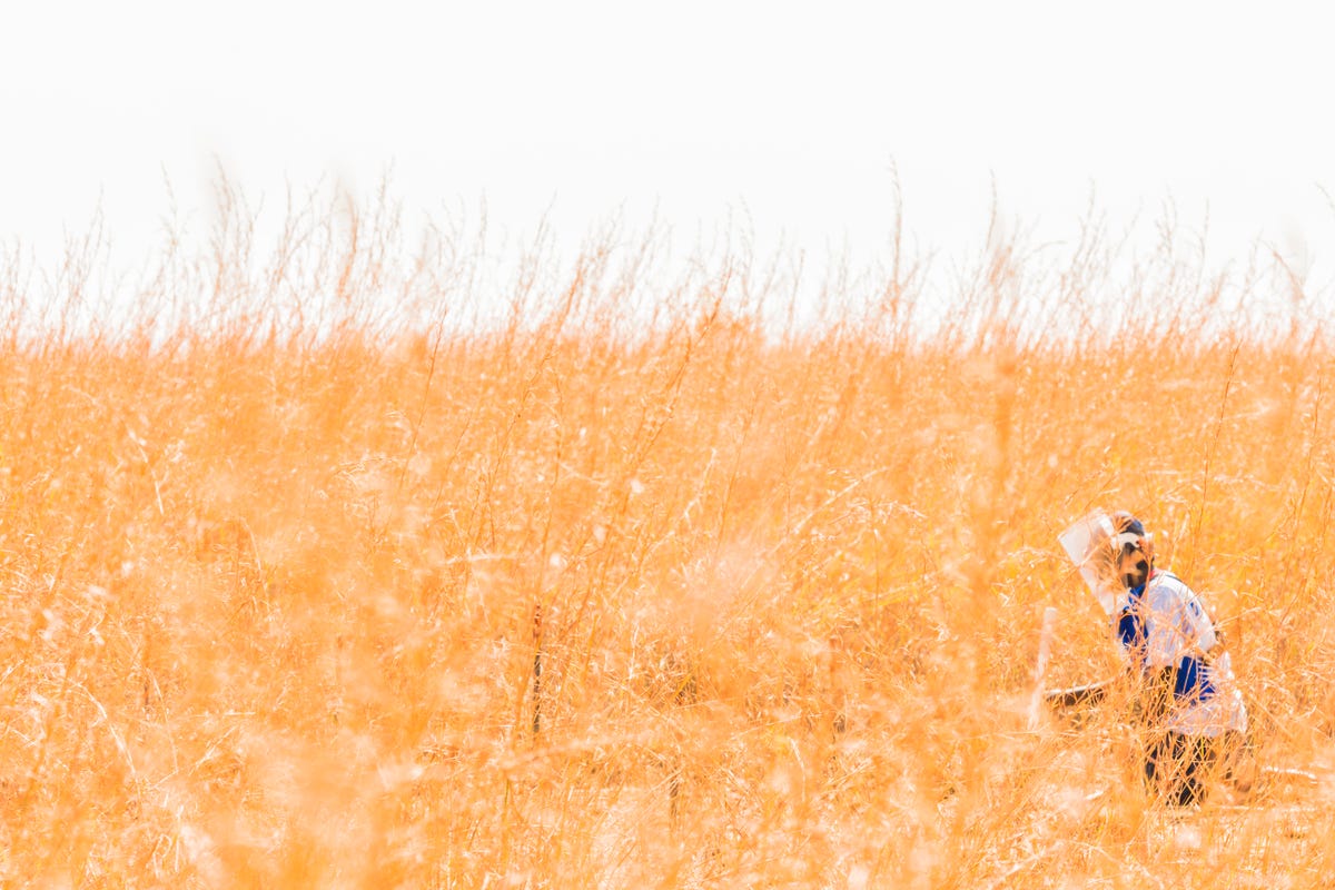 Angola minefield the Halo Trust