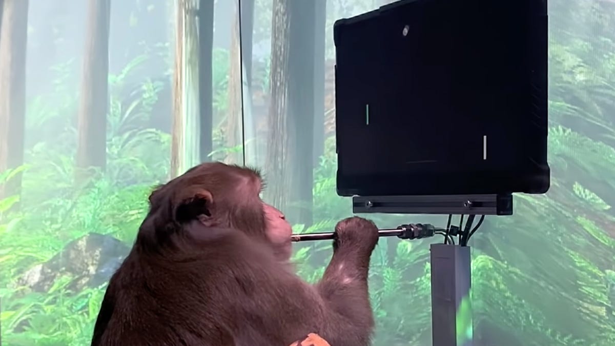 A monkey sitting in front of a computer screen and sipping a tube of tasty food plays a game called "mind Pong"