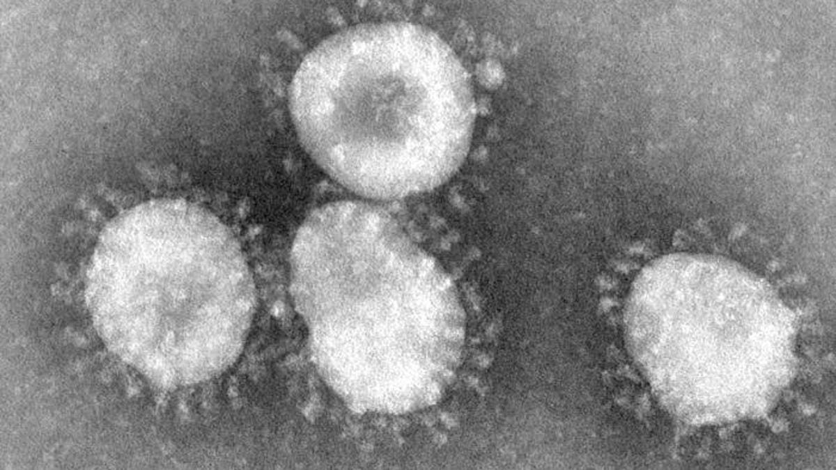 Coronaviruses_004_lores.jpg