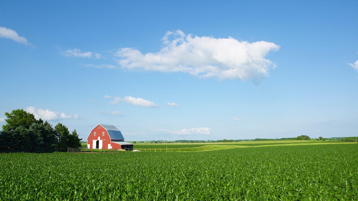 A field of corn with a barn in the background underneath a blue sky.