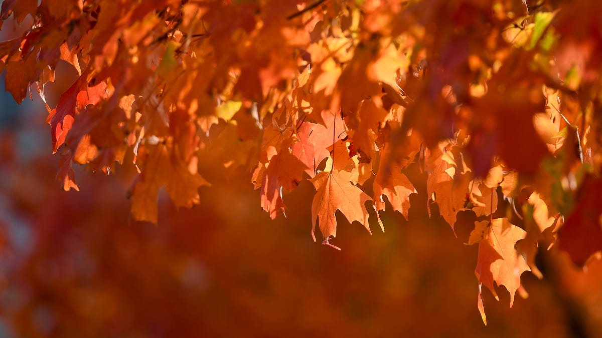 how-to-lawn-mower-10