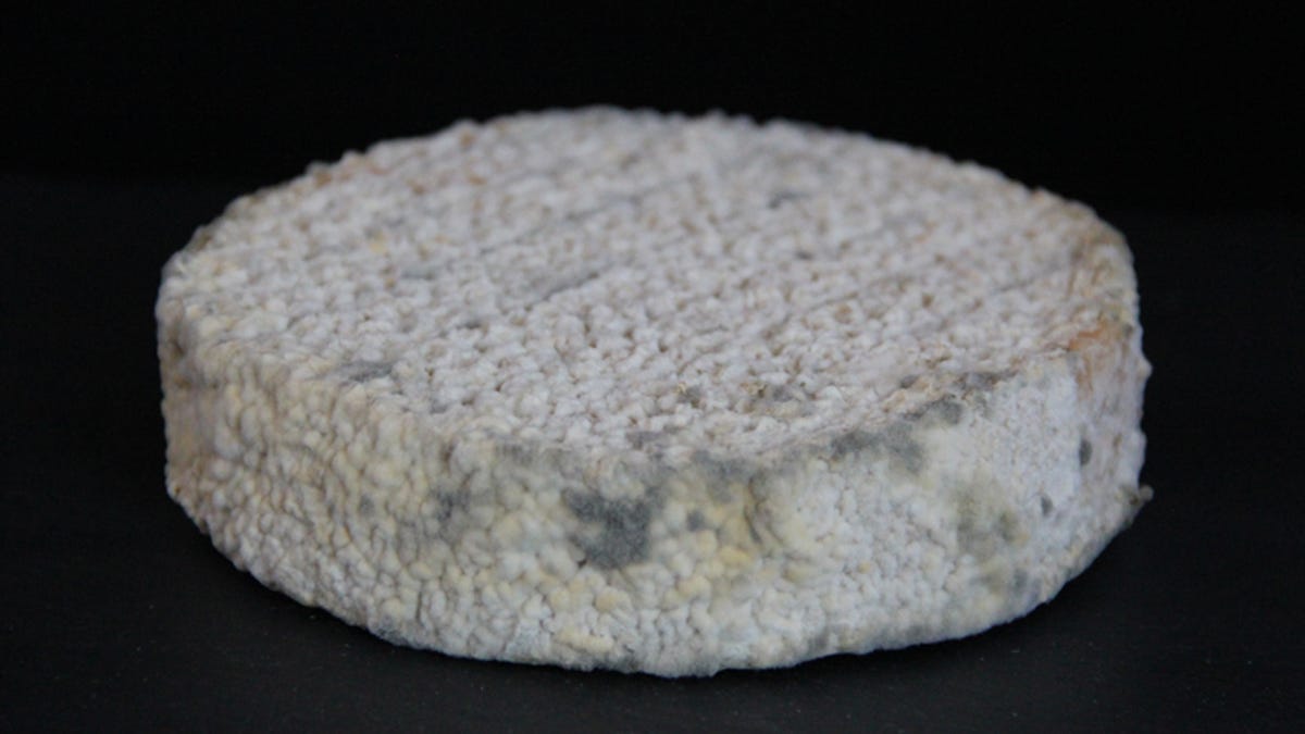 Cheese from Ben Wolfe