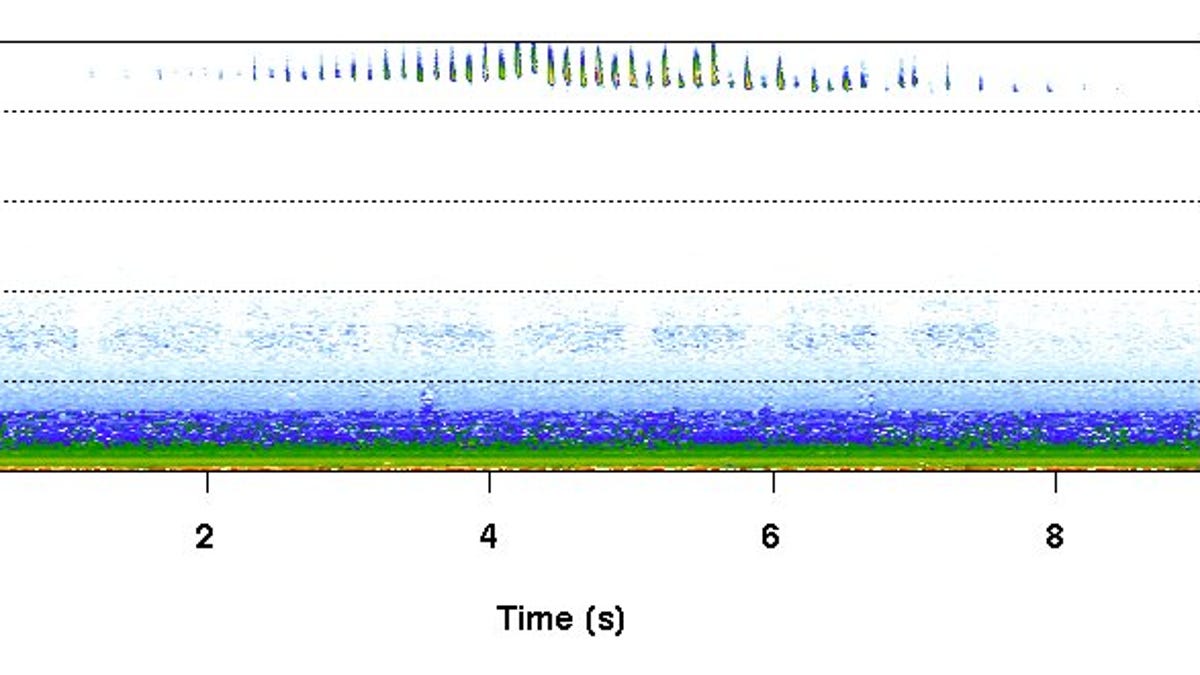 SUCCESS: Spectrogram of Bat Calls, to 48 kHz, recorded in Pittsboro NC, July 6, 2007