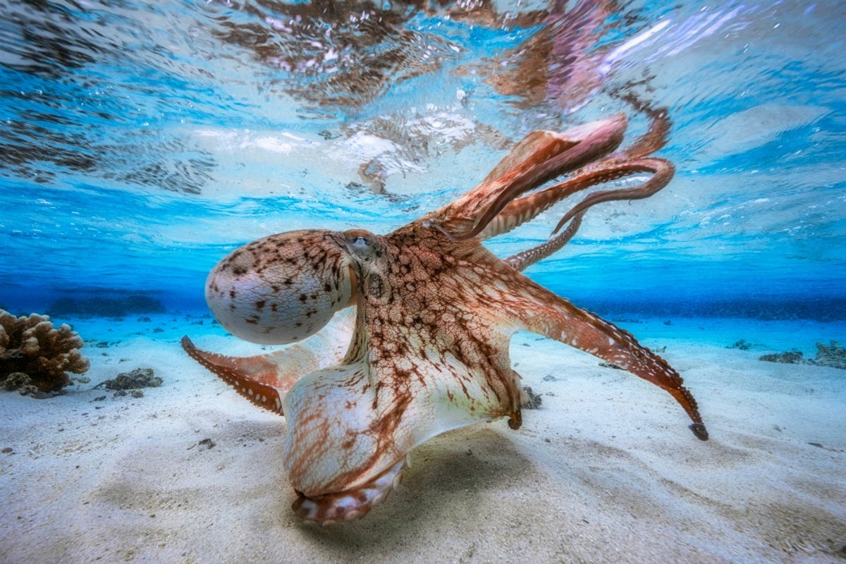 1underwater-photographer-of-the-year-2017.jpg