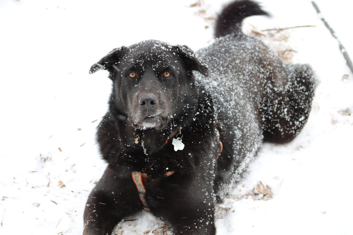 dog in snow