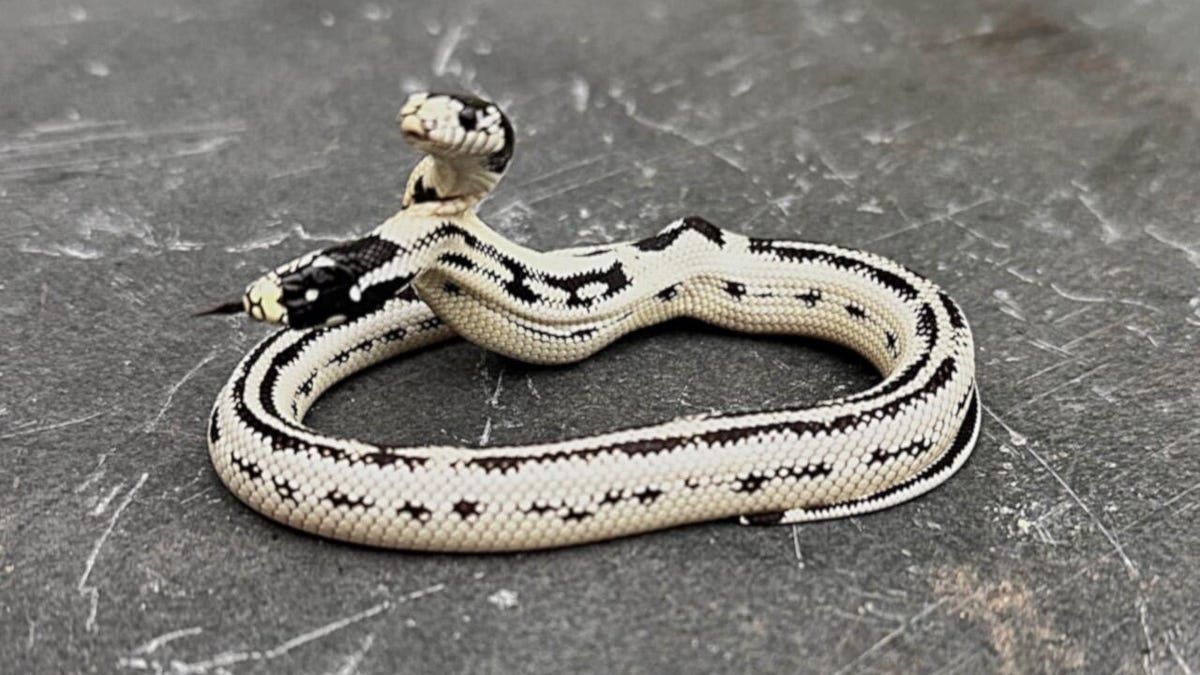 Two-headed kingsnake curled up. Mostly white with black splashes along its body.