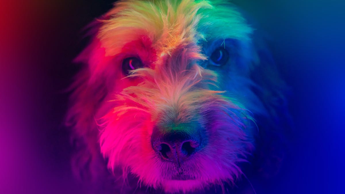 An image of a dog's face with neon lighting gettyimages-1639911551