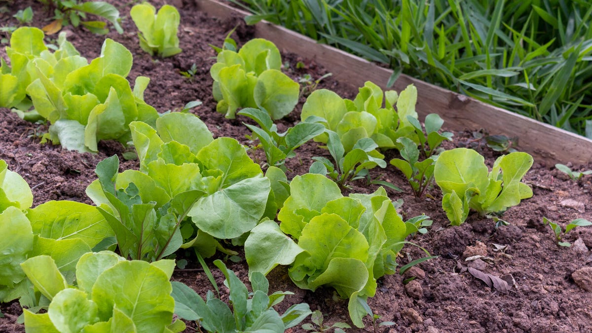 Lettuce plants in a garden