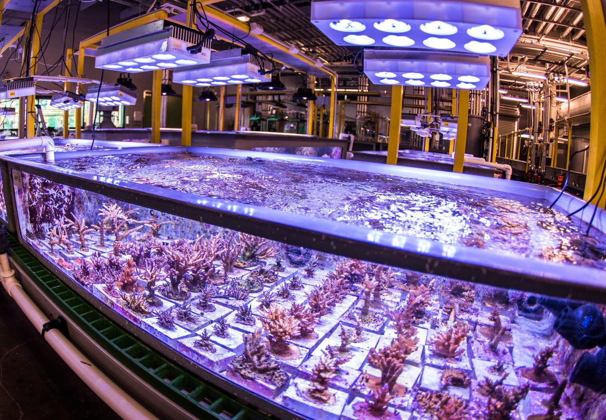 Australia's National Sea Simulator