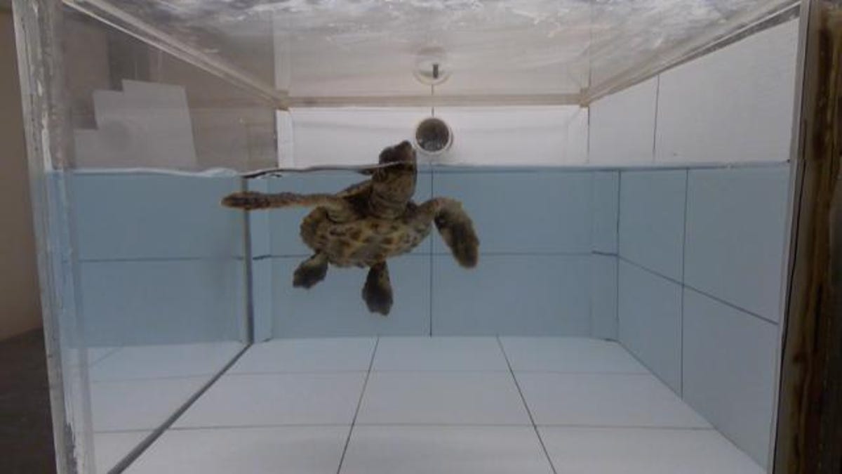 Loggerhead turtle