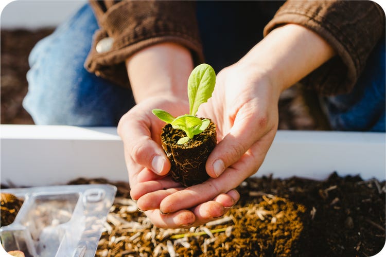 holding a small rootling from a Leaf'd box