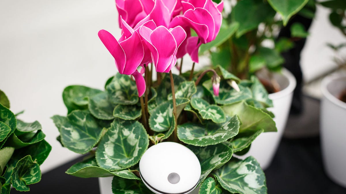 The $99 Koubachi Wi-Fi plant monitor pokes into the soil and uploads environmental data to the company, which then sends plant-care alerts customized for each species.