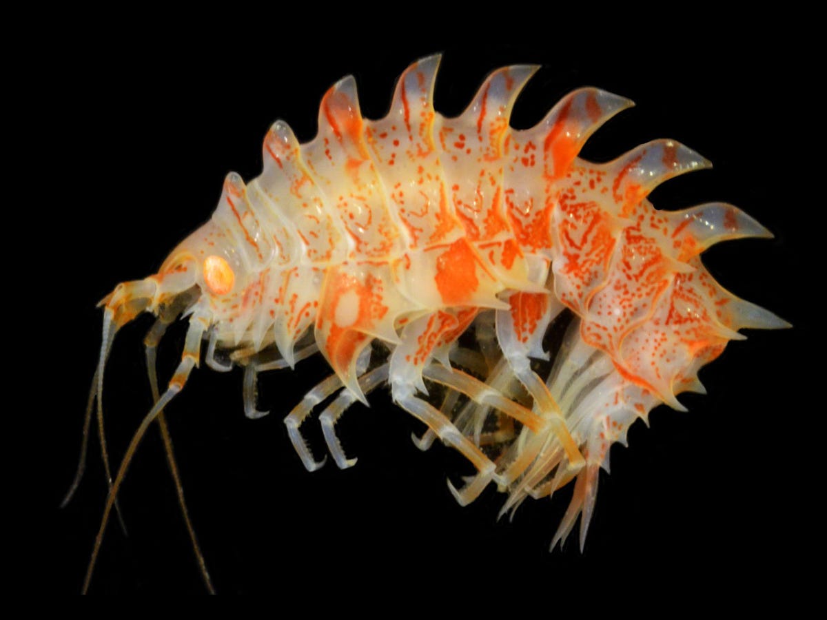 species-amphipod