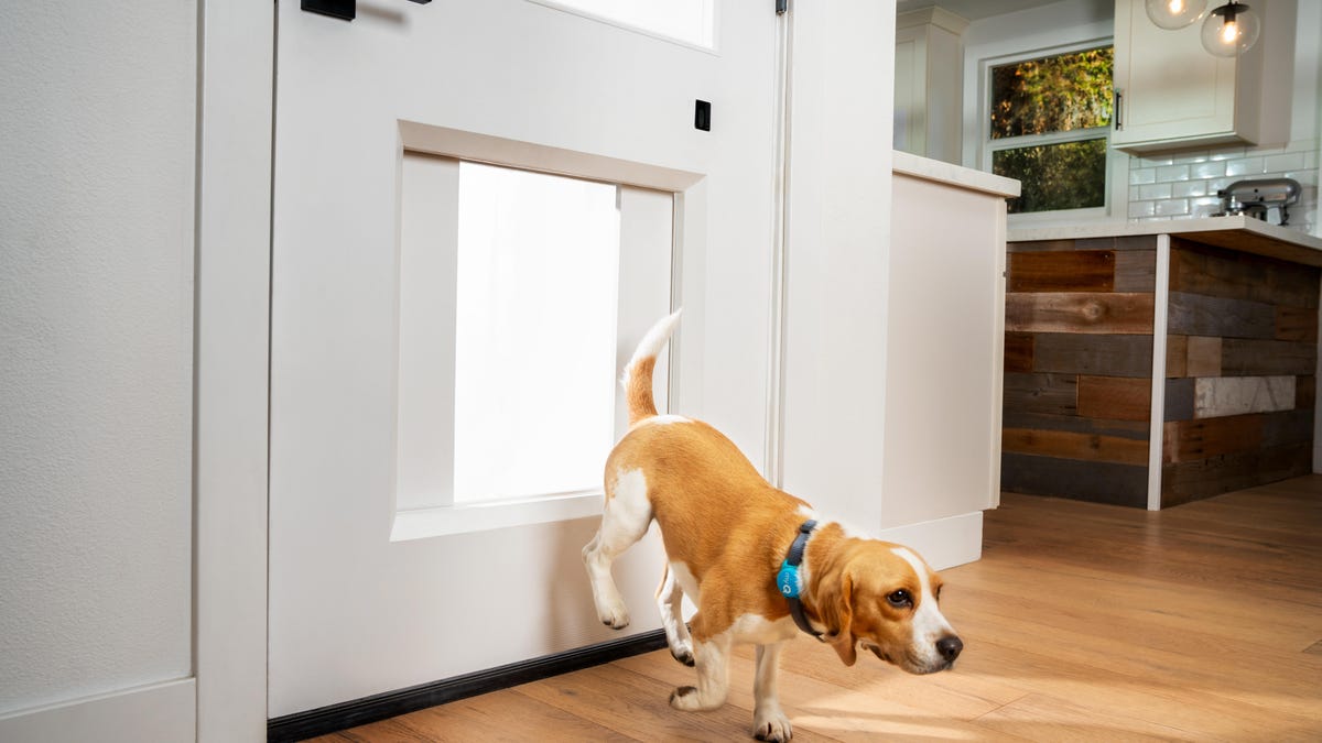 shot-14-dogdoor-jumping-inside-083-r2