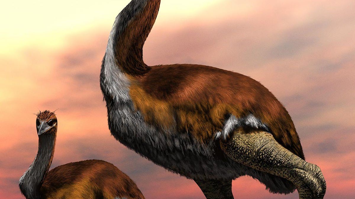 elephant-bird-mock-up-image-c-jaime-chirinos-2009