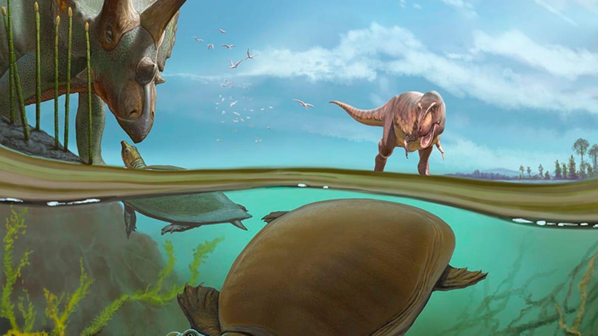 Ancient softshell turtle