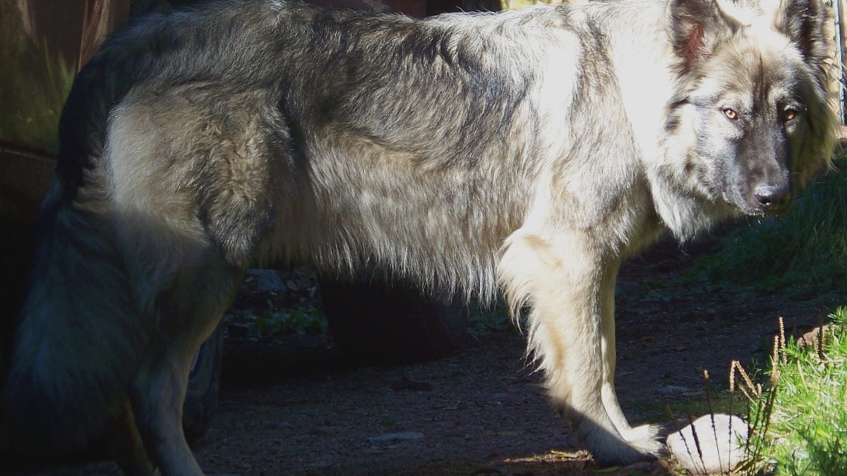 American Alsatian dog
